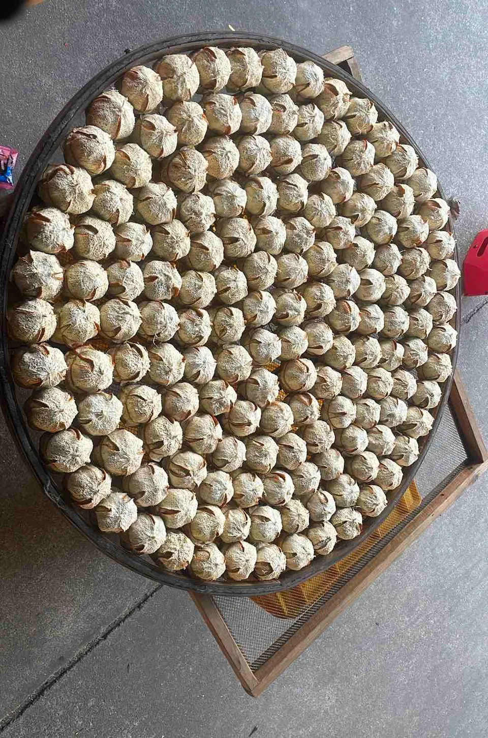 数陈皮类别对象缩略图