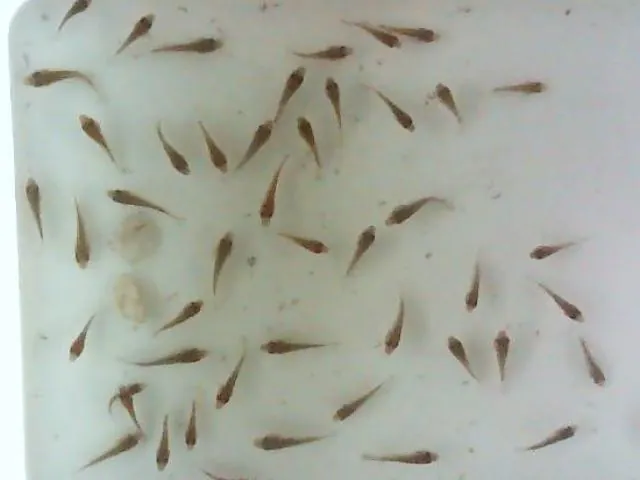数鱼苗(测试)类别对象缩略图