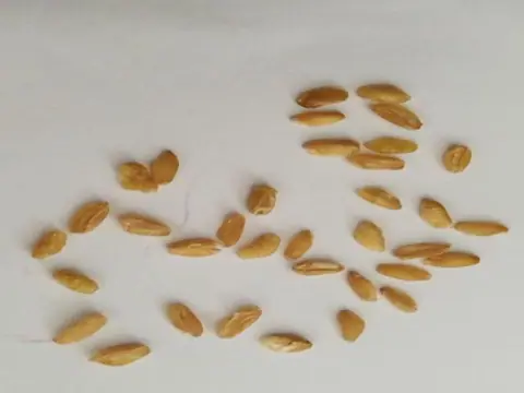 数小麦类别对象参考图